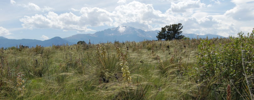 Pikes Peak from Mesa Trail